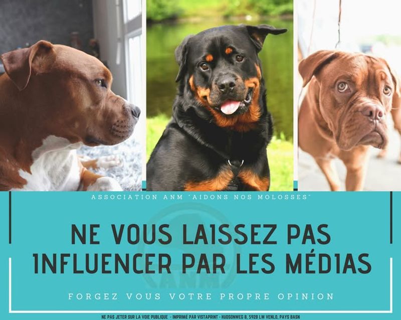 Photo 3 de Association ANM Aidons Nos Molosses